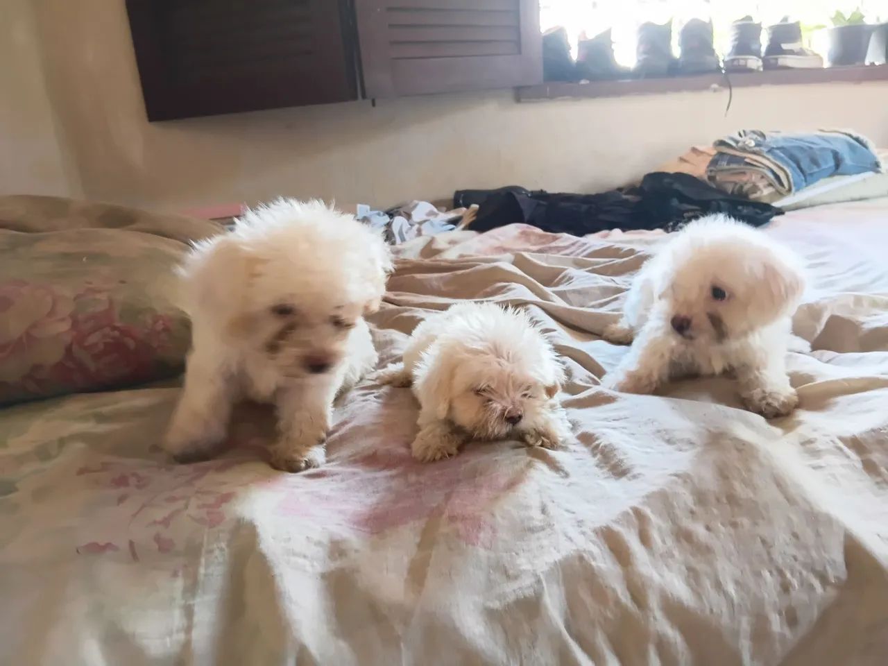 "Cachorro de Raça. " - Foto 4
