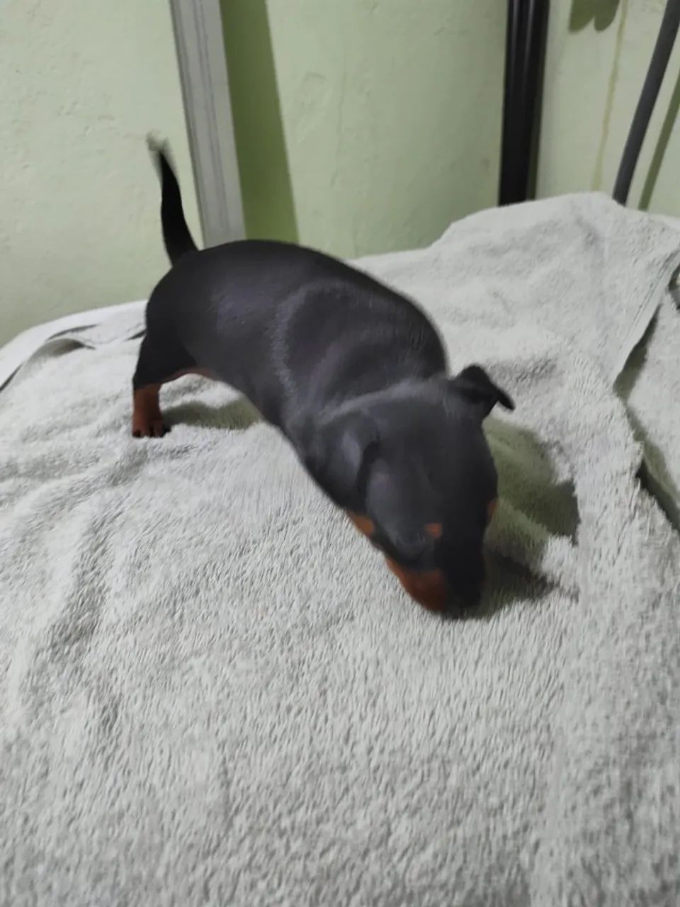 Vendo Pincher macho  - Foto 2