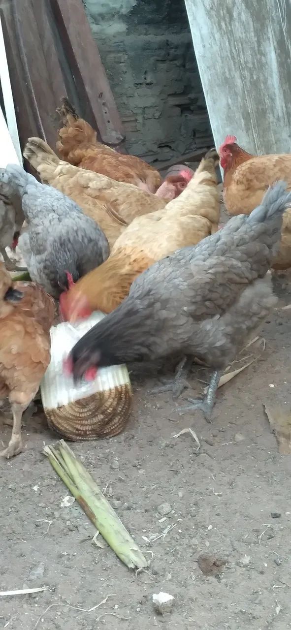 Galinha tipo caipira  - Foto 4