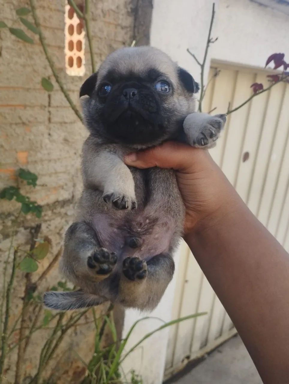 Lindo filhote Pug disponível 