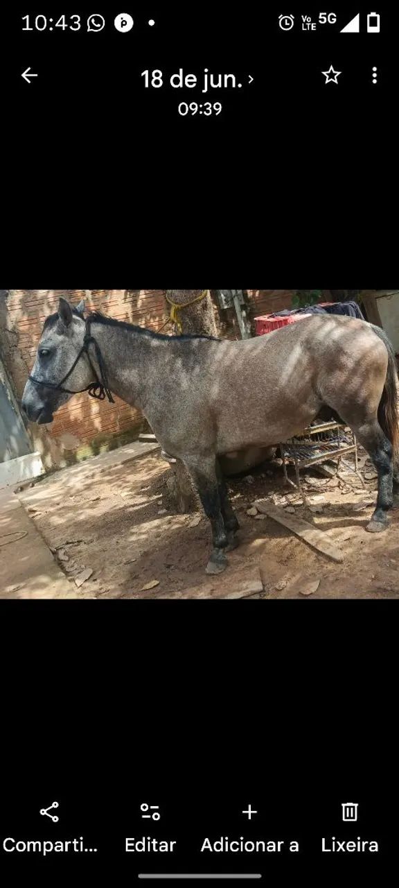 Cavalo petiço ? manso e bom de redea ótimo pra alegrar sua criança cavalo de confiança  - Foto 2