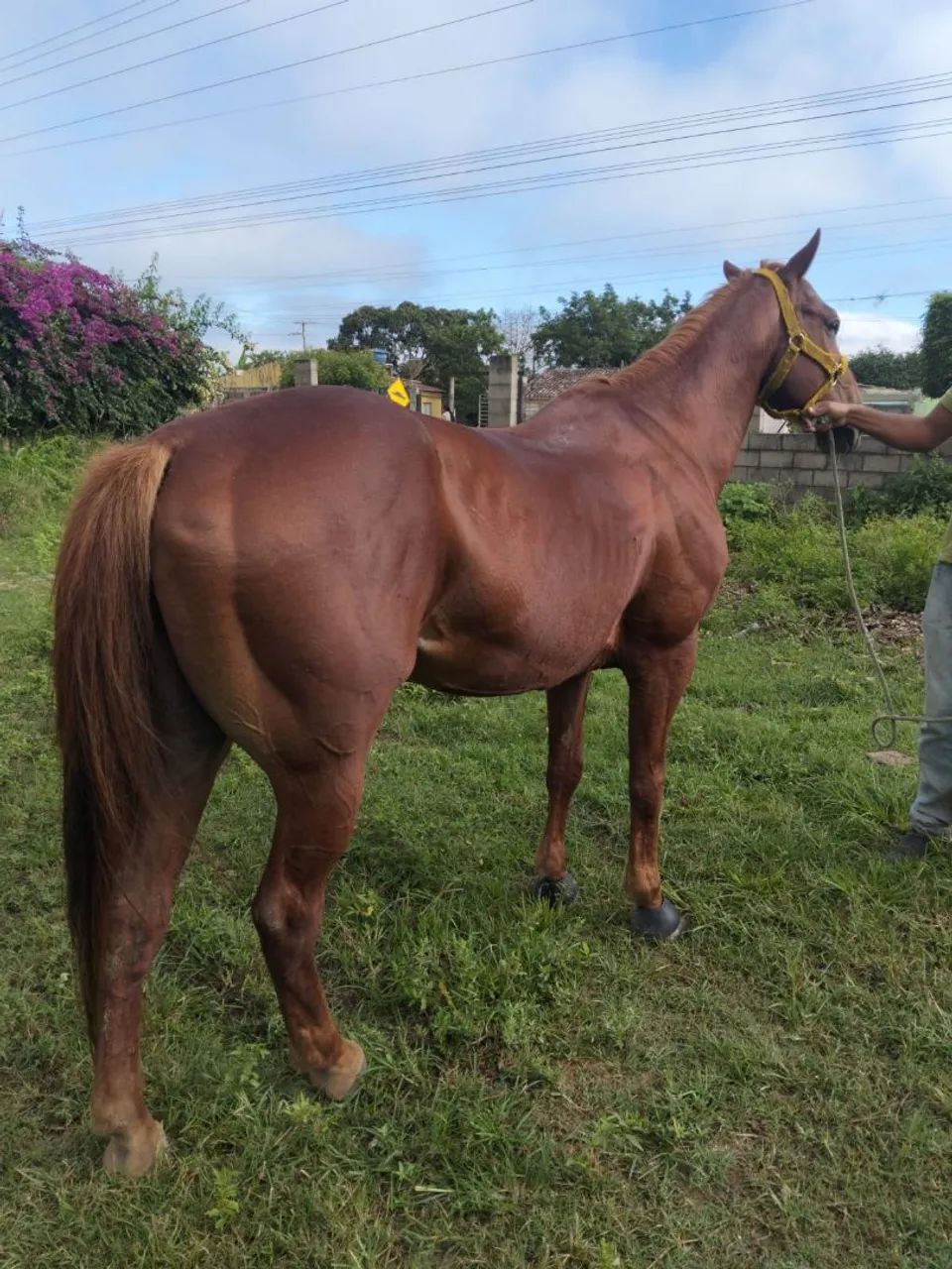 Cavalo de direita bom - Foto 4