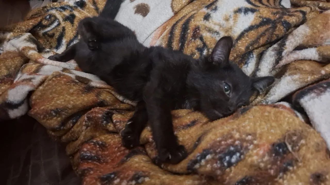 Doando gatos!! Todas femias tem de 3 e 6 meses 