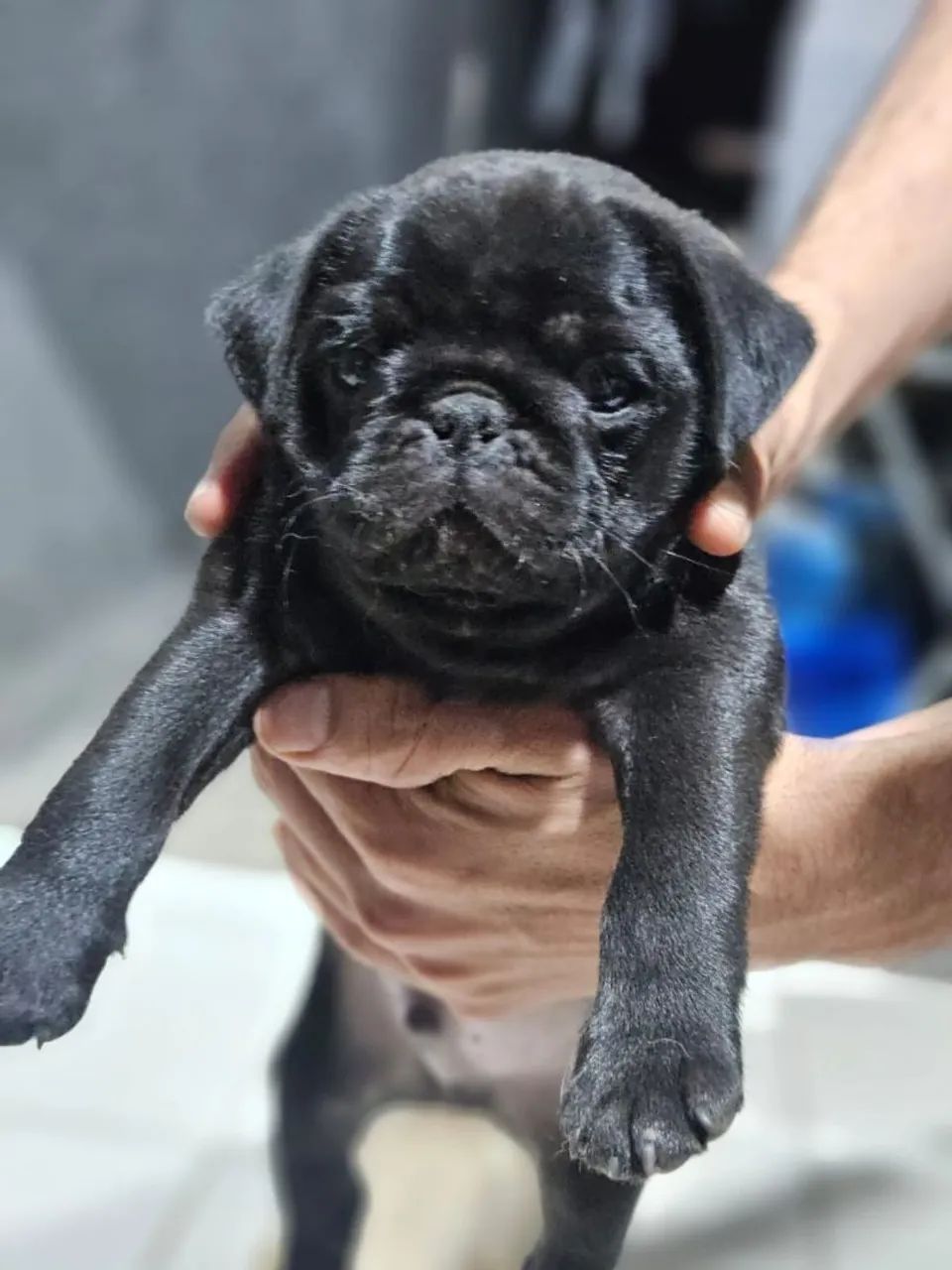 Pug - Foto 2