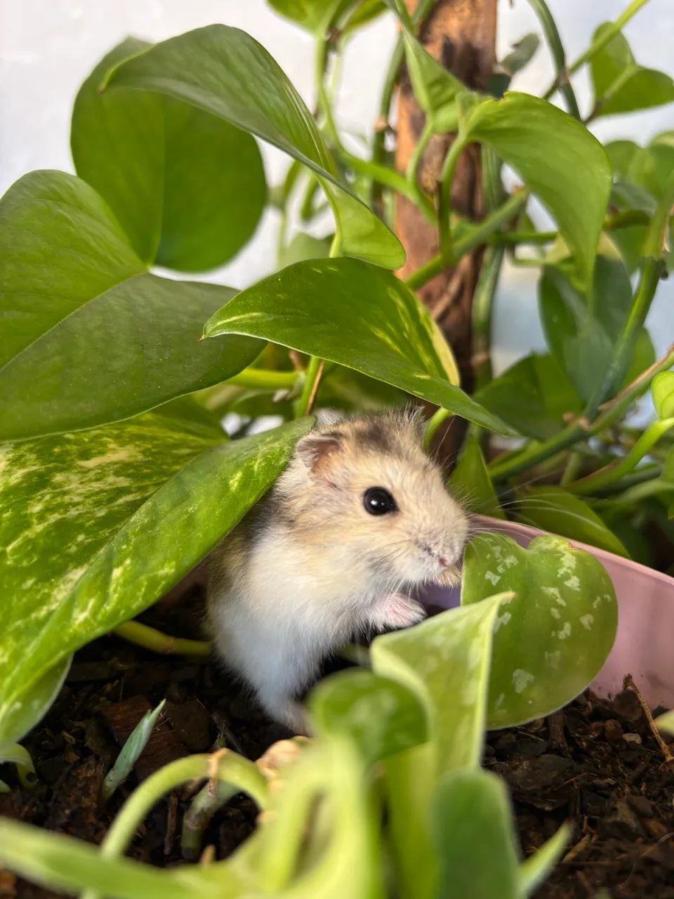 Hamster anão russo  - Foto 3