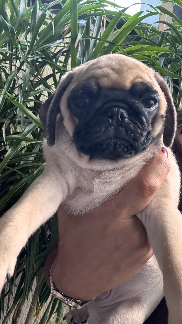 Pugs  - Foto 3