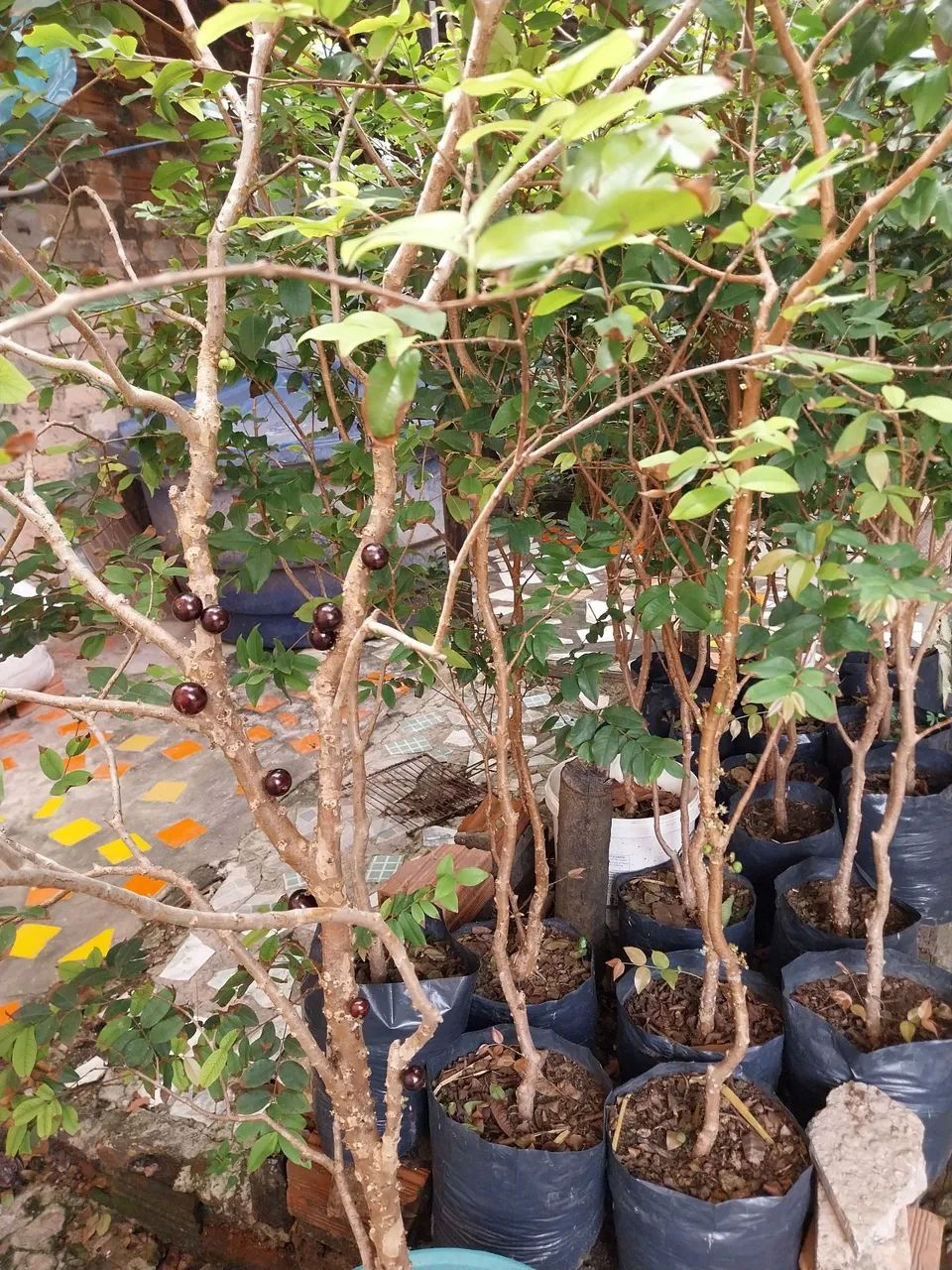 Frutíferas  - Foto 4
