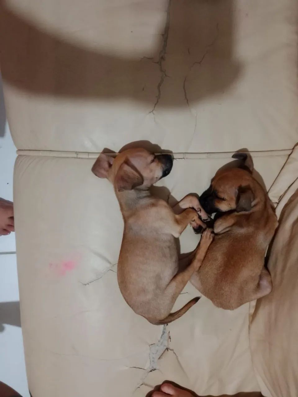 Adoção de cachorros  - Foto 4