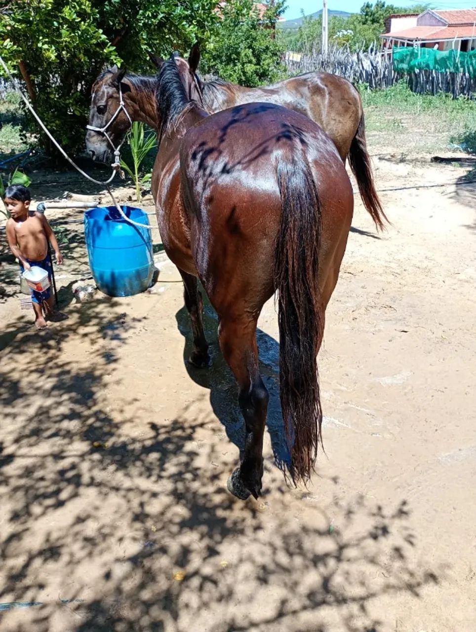 Cavalo de vaquejada  - Foto 2
