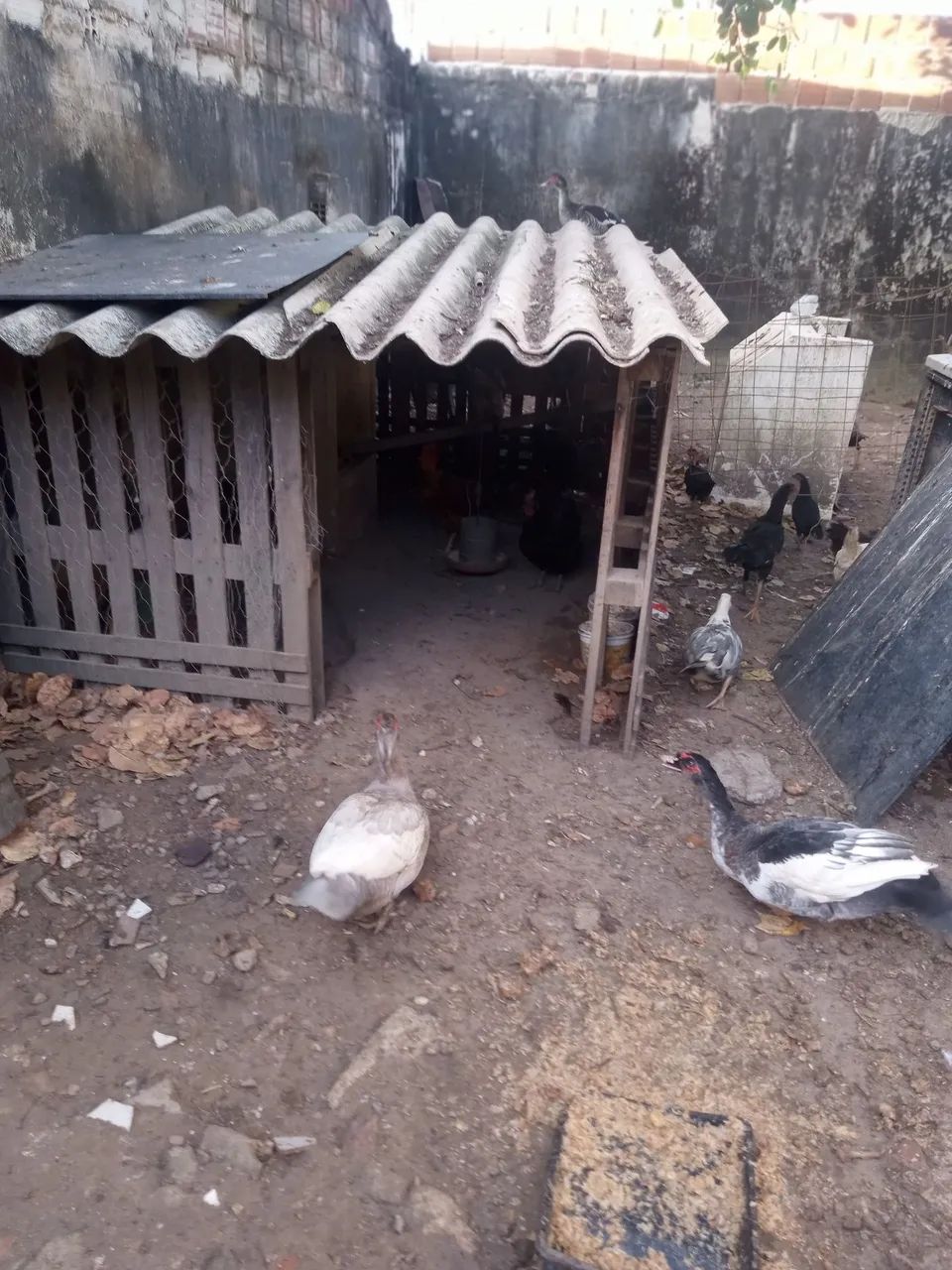 Galinha e pato  - Foto 5
