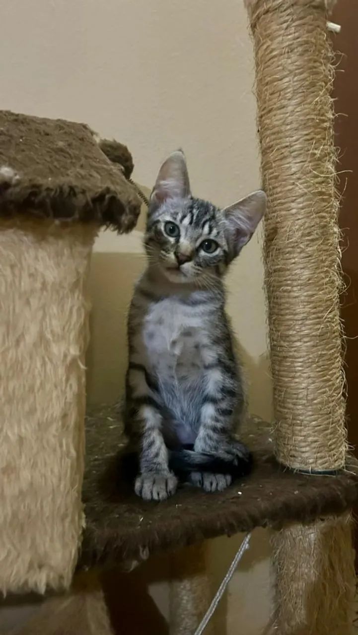 Adoção gatos filhotes 