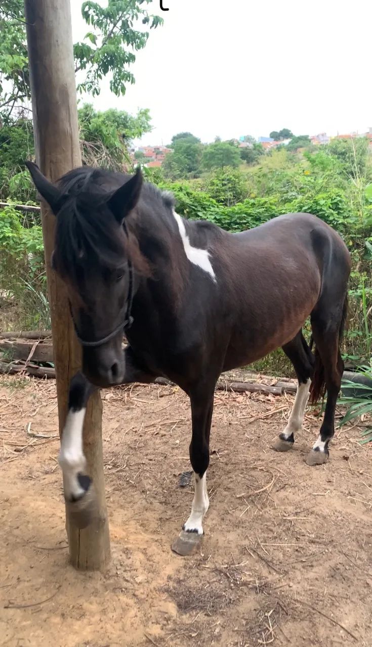 Garanhao mangalarga marchador pra trocar em égua registrada  - Foto 2