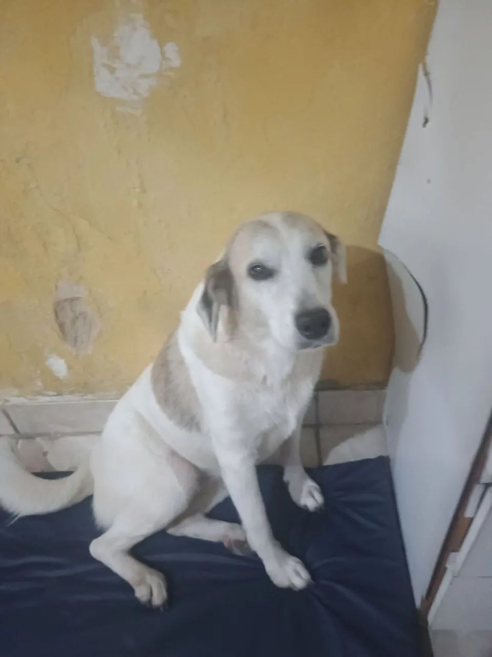 Cadela muito manssa castrada  - Foto 4