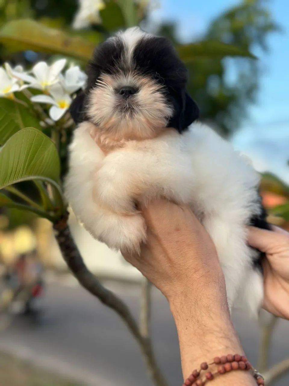 Shitzu preto  e branco - Foto 4