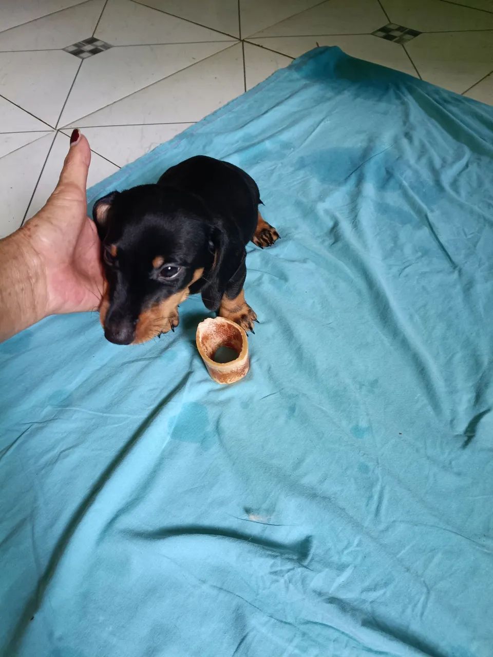 Vende  se um filhote de salsicha macho  - Foto 3