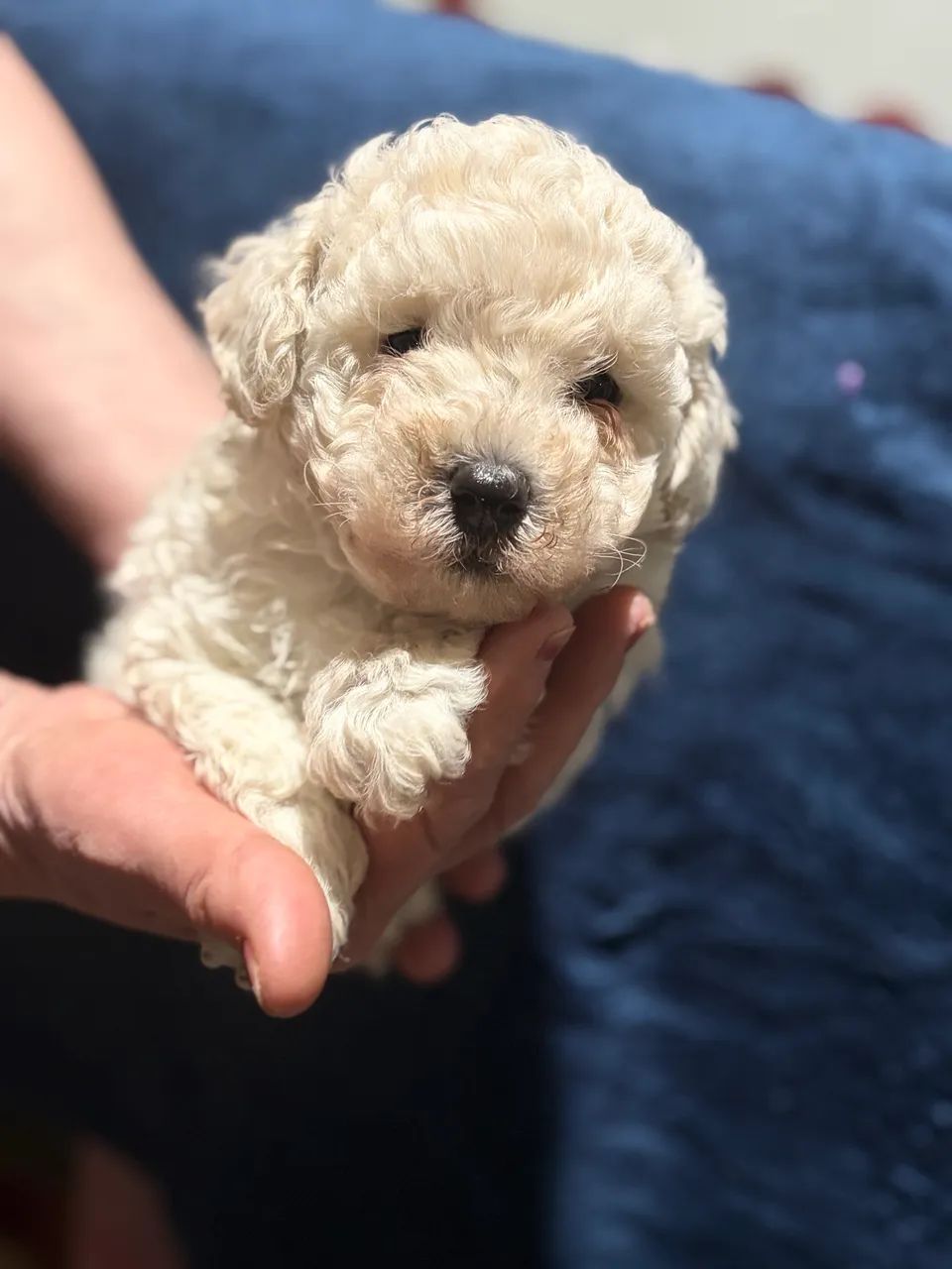 Poodle  - Foto 2