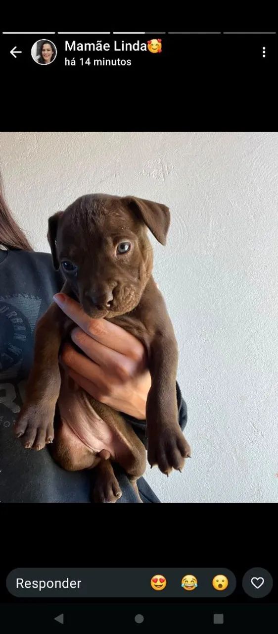 Pitbull  - Foto 4