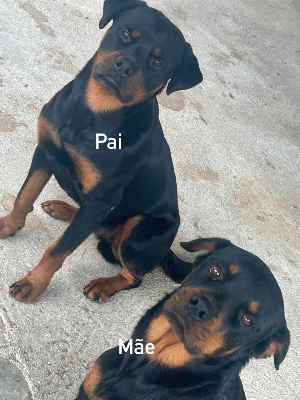 Filhotes de rottweiler 