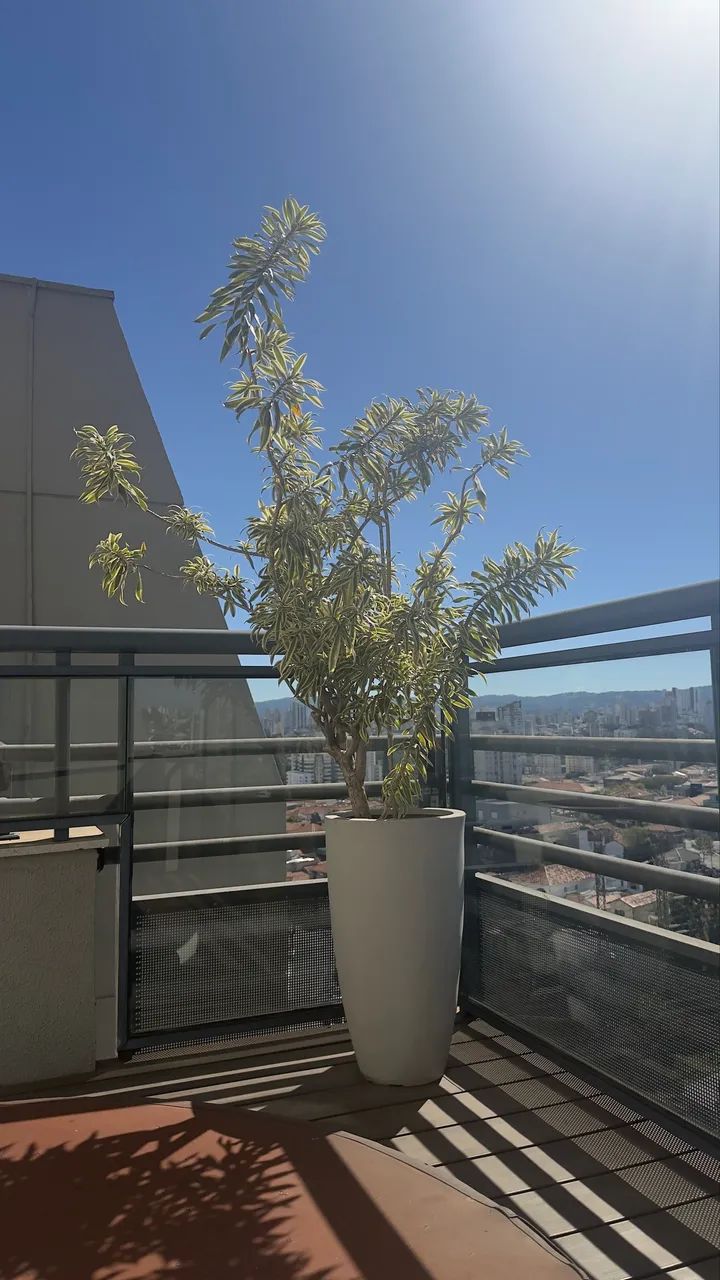 Vaso com planta  - Foto 3