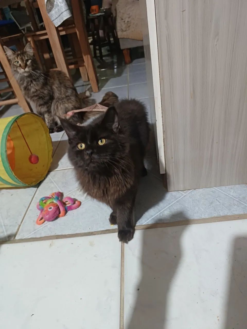 Fêmea Maine Coon - Foto 6