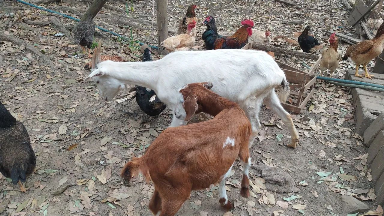 Cabras - Foto 2
