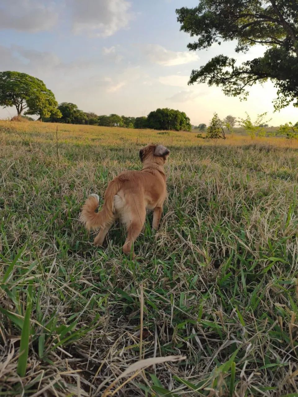 Doação cachorro macho  - Foto 2