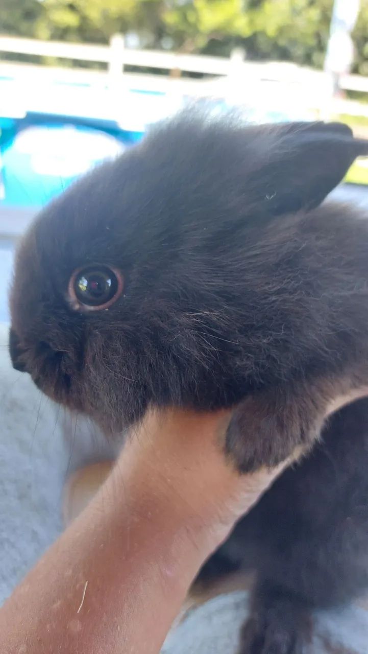 Coelho Mini Lion Head Fêmea Pelo Denso muito dócil e carinhosa - Foto 5