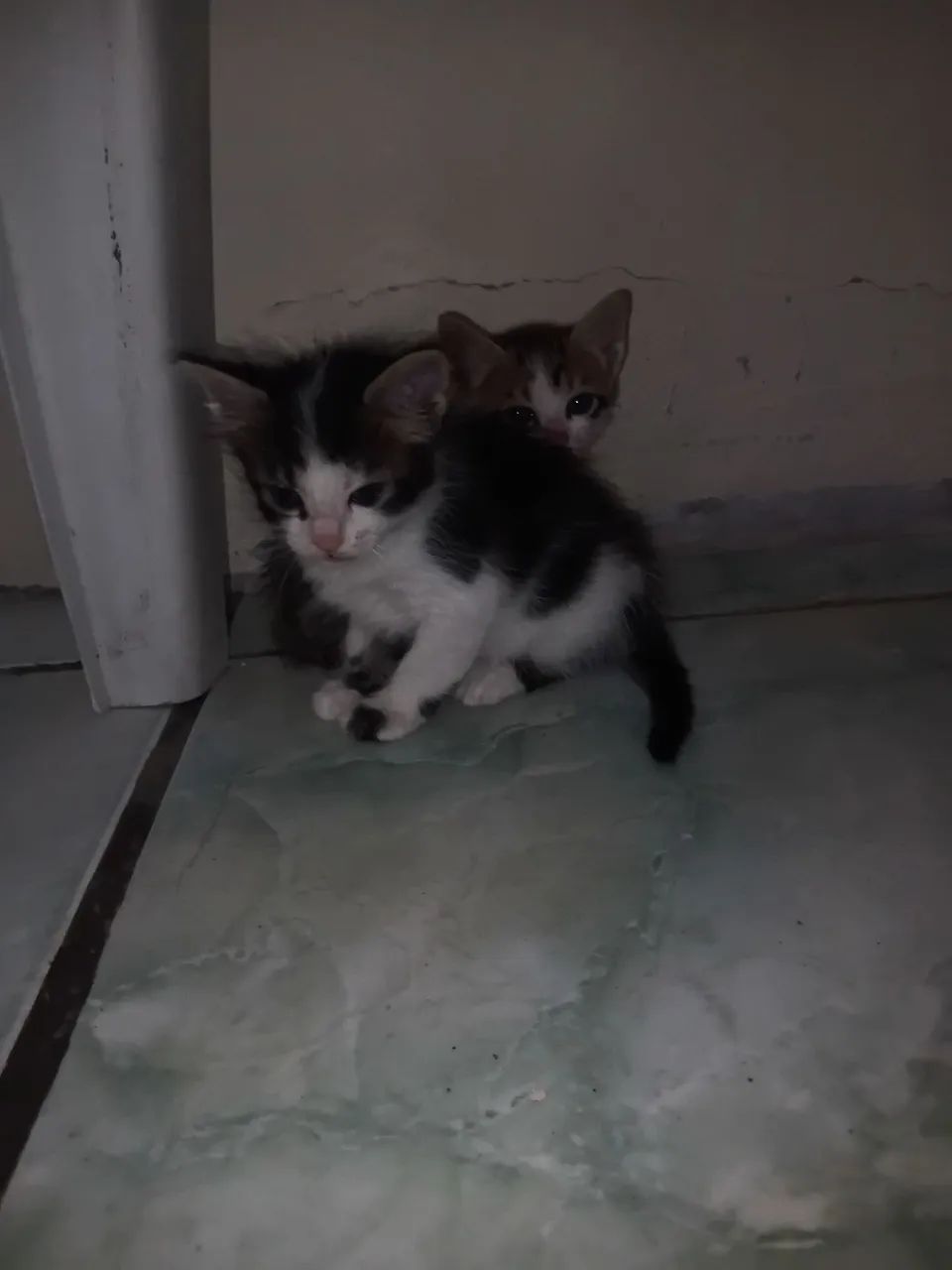 Gatos  - Foto 2