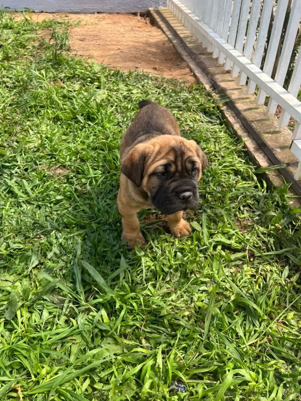 Cane corso  - Foto 2