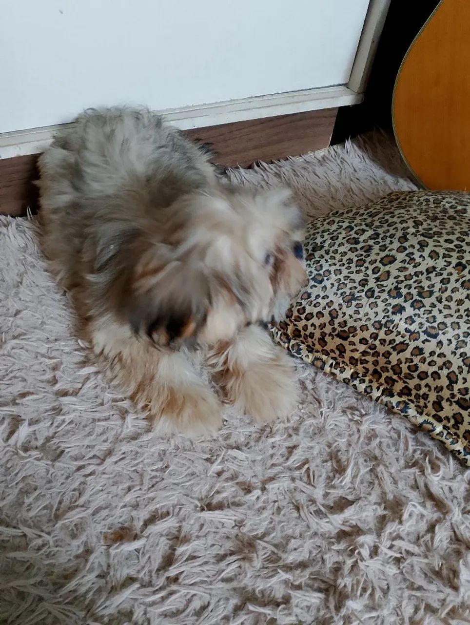 Filhote de Shih Tzu  fêmea  - Foto 2