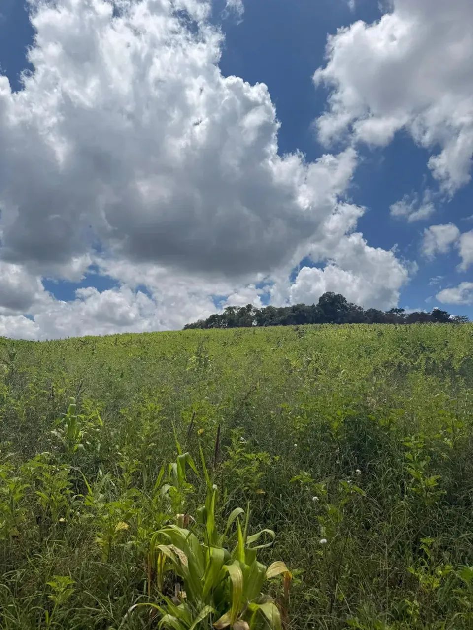 Terrenos para venda tem 1000 metros quadrados em Colégio - Ibiúna - SP - Foto 12