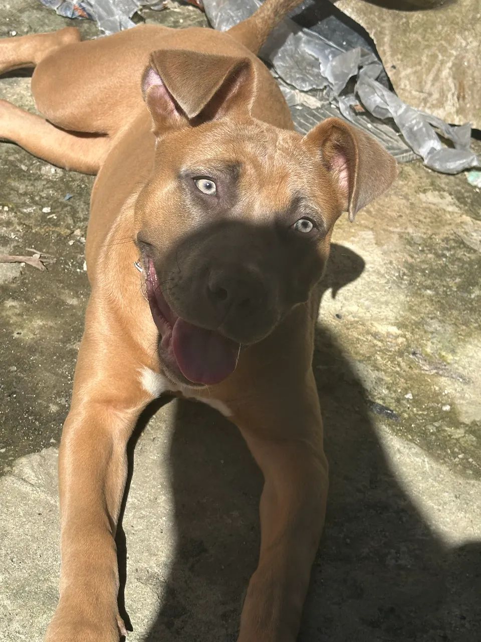 Pit bull fêmea com 6 meses - Foto 2