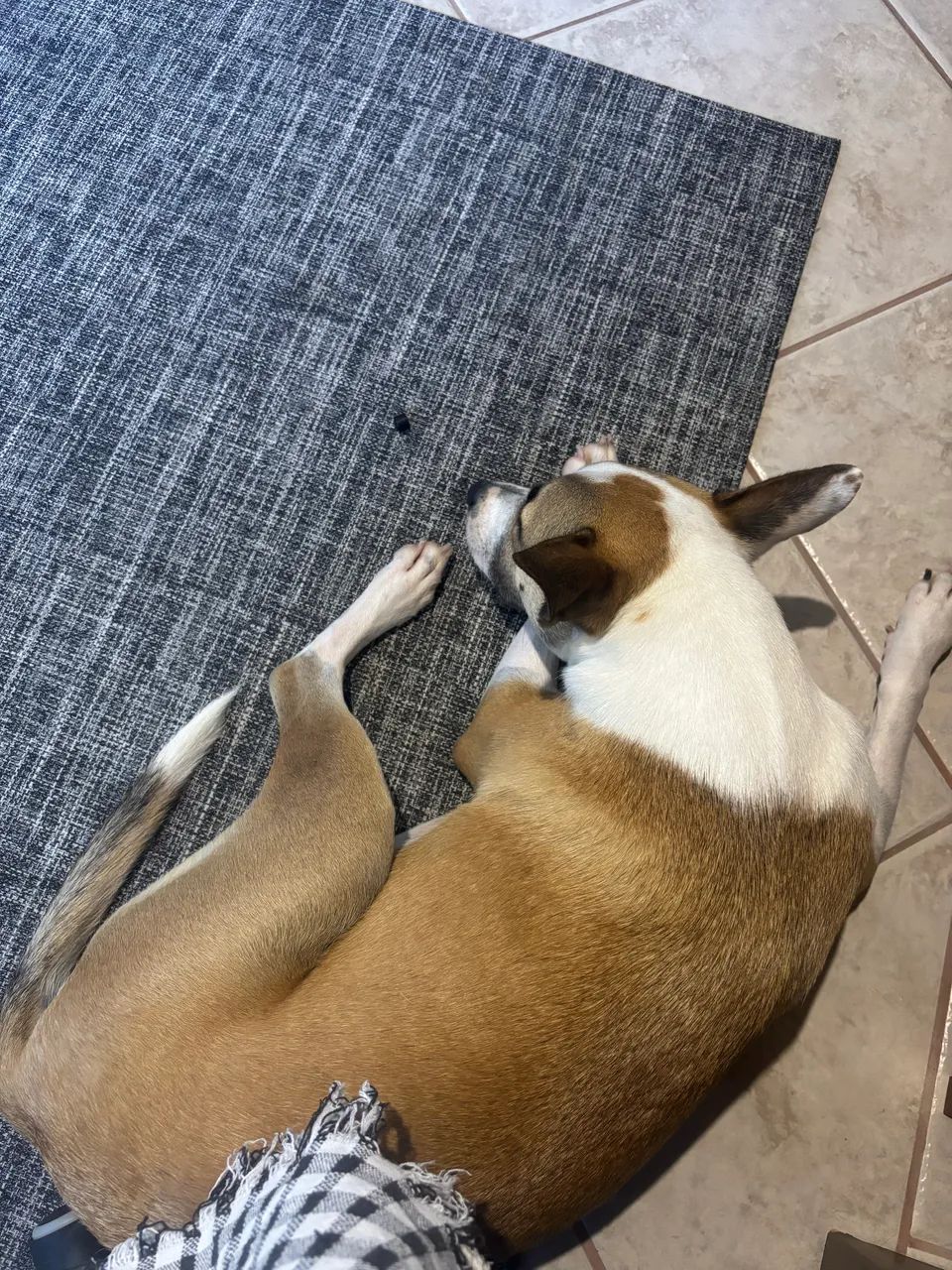 Para adoção responsável!  - Foto 2