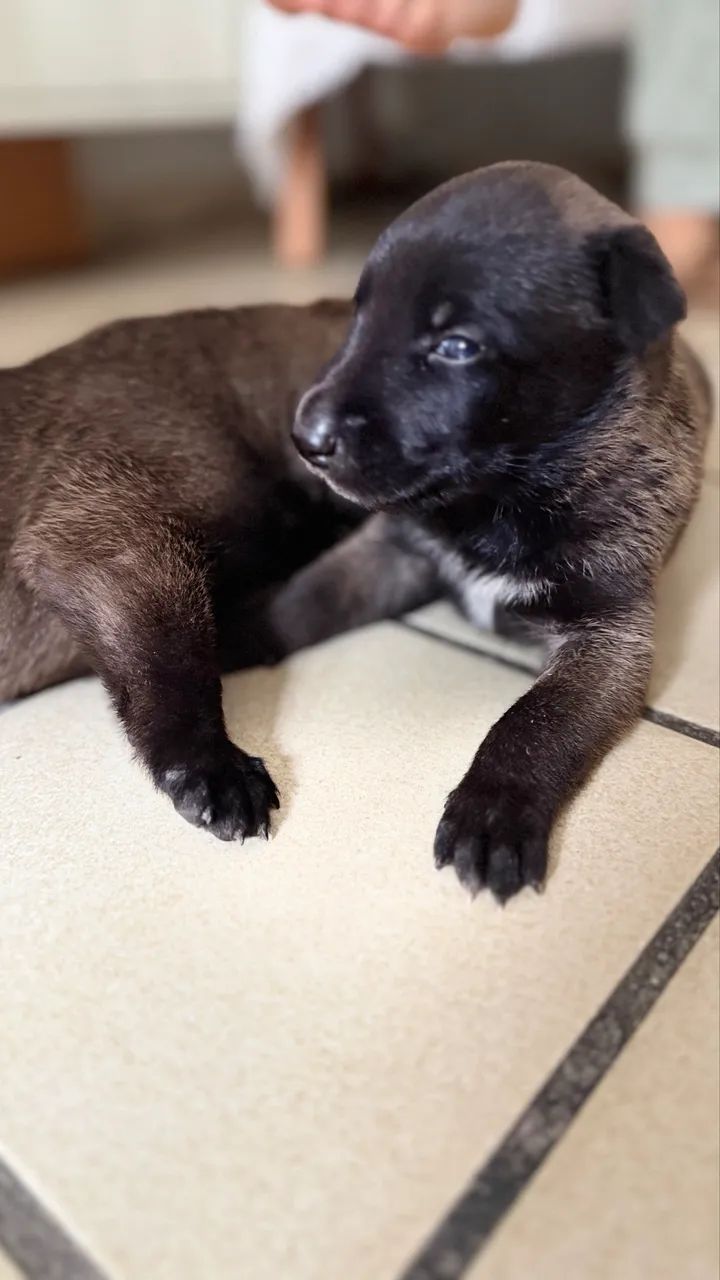 Cachorro  - Foto 6