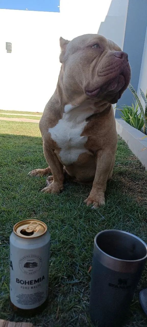 American Bully - Foto 4