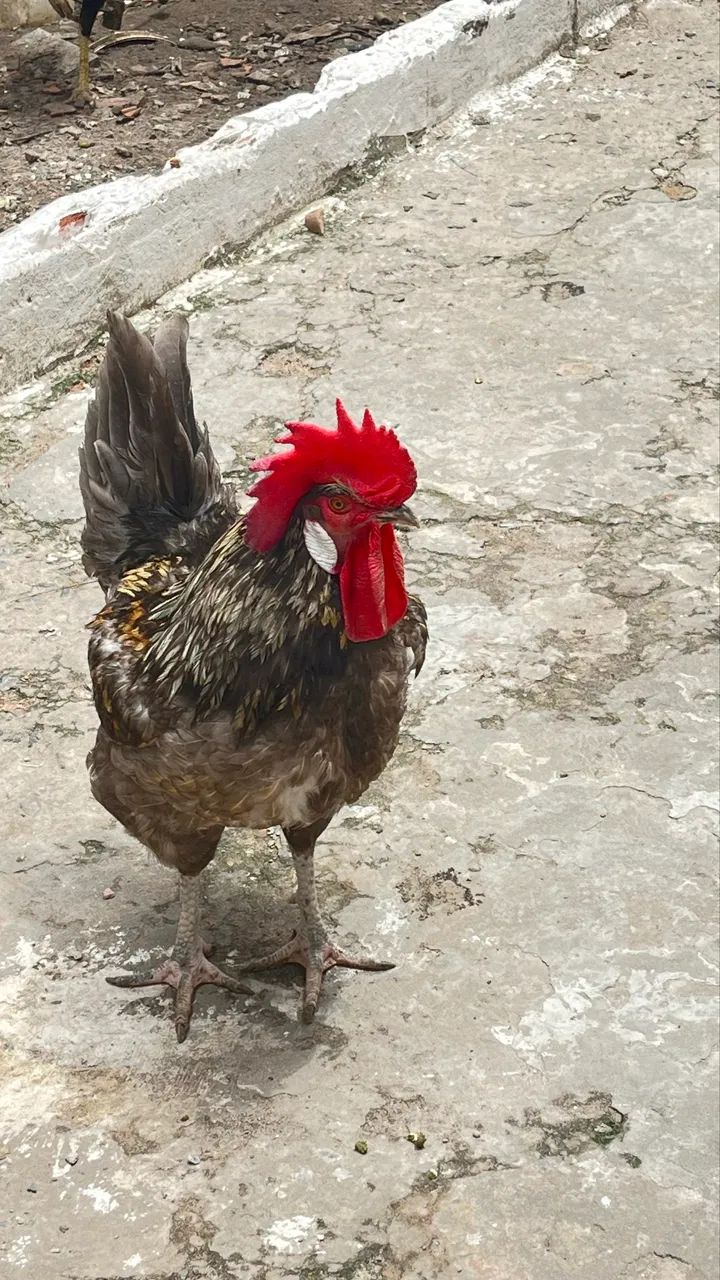Galo caipira
