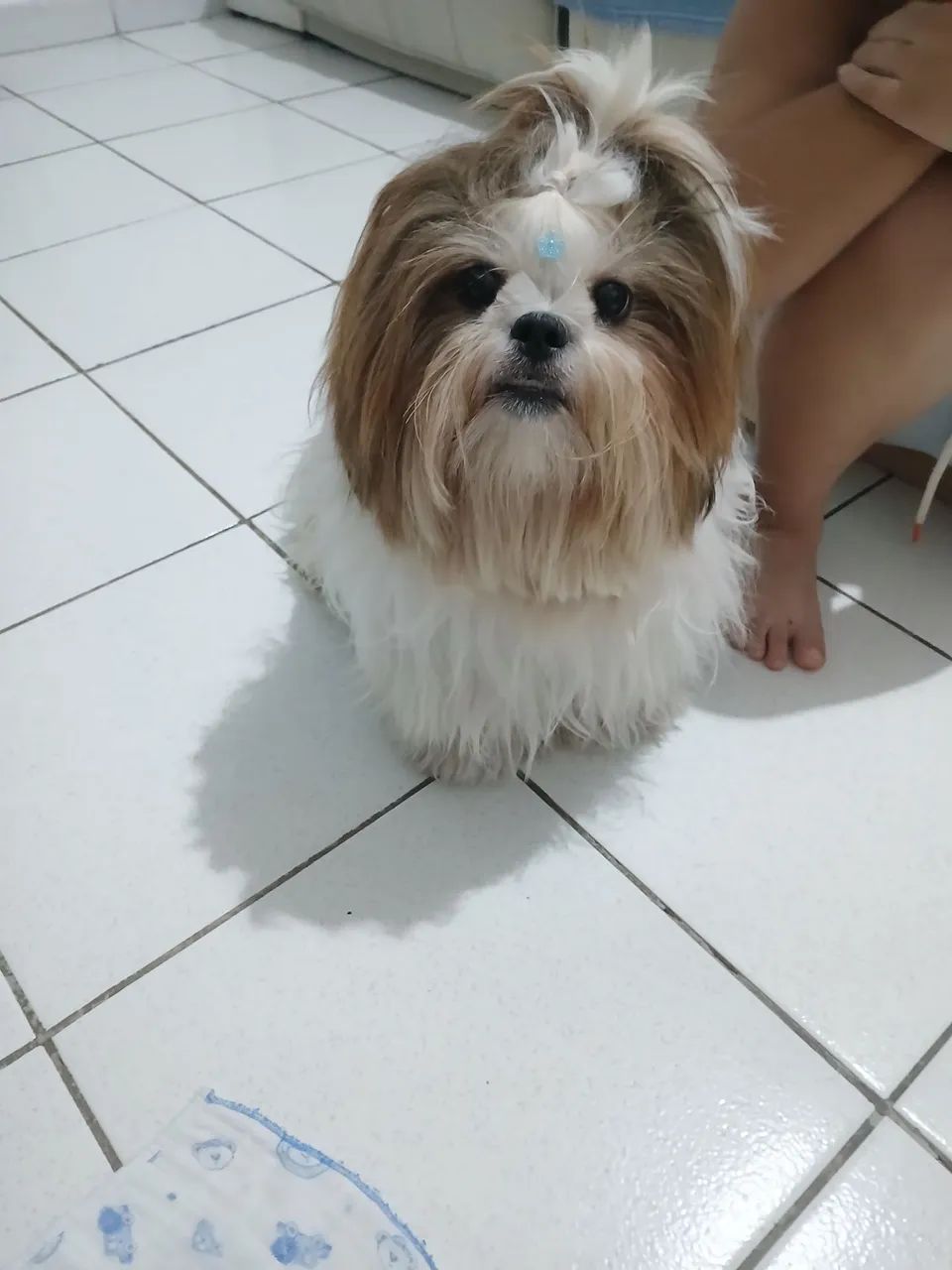 Vende-se  SHIH TZU macho de 11 meses, com pedigree.