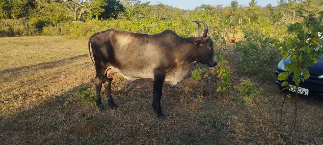 Vendo uma vaca