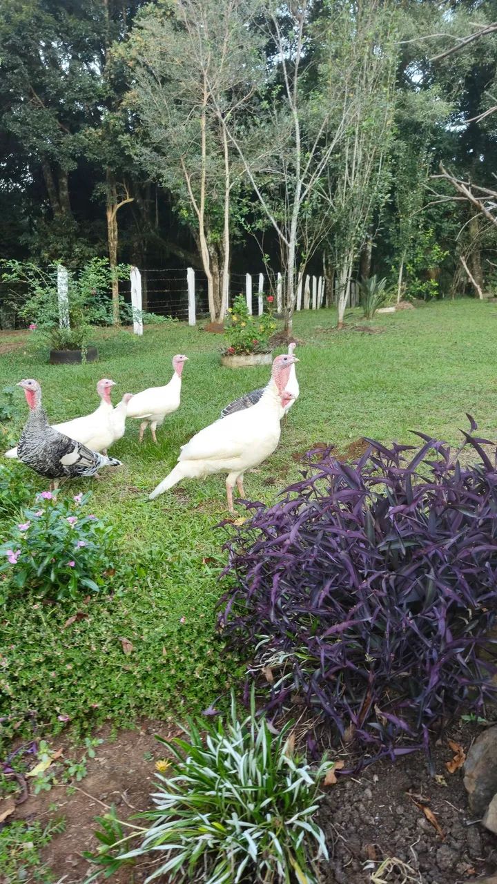 Perus Pretos e Brancos - R$150 | Turvo PR - Foto 4