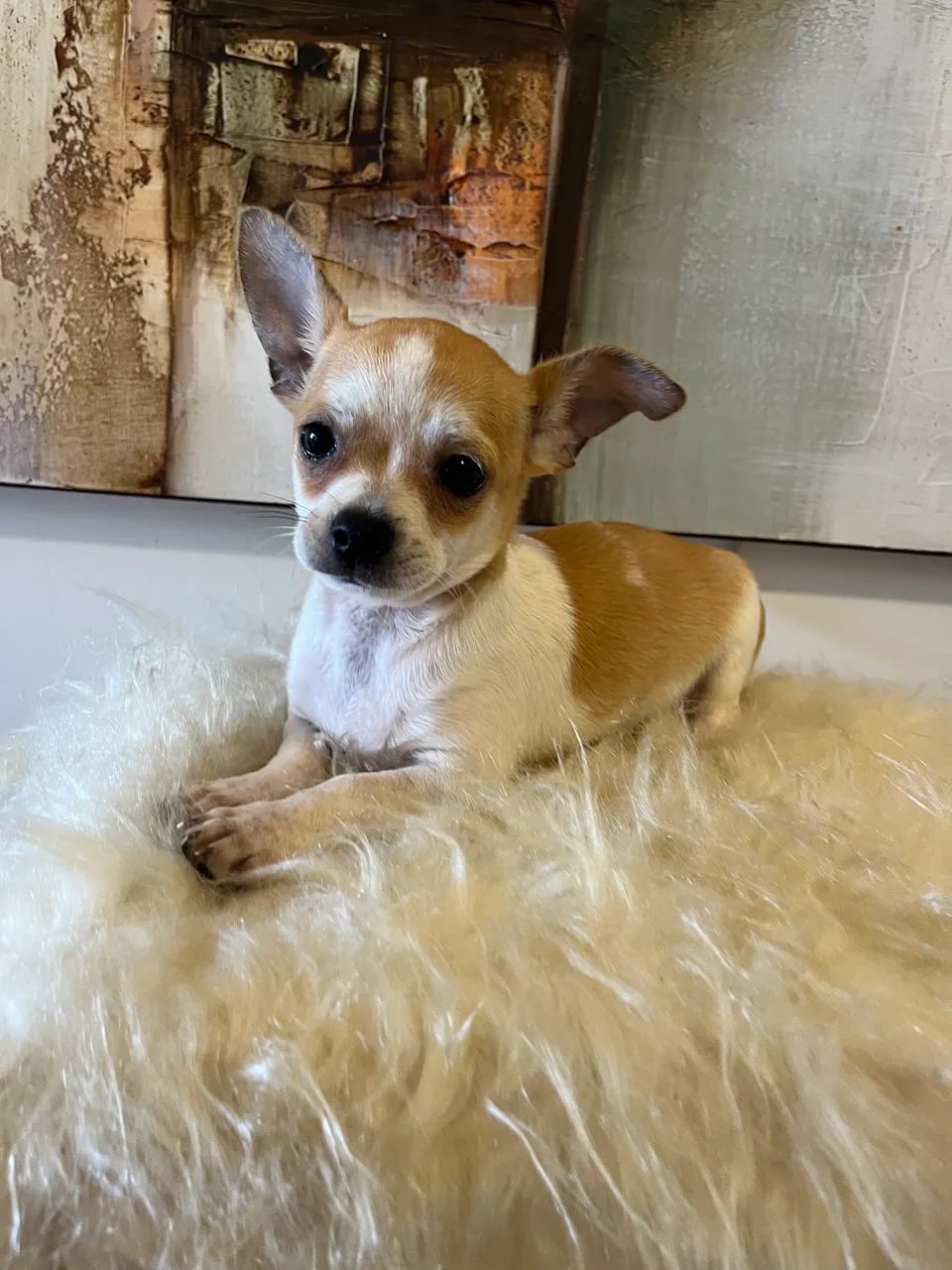 Chihuahua macho promoção  - Foto 3