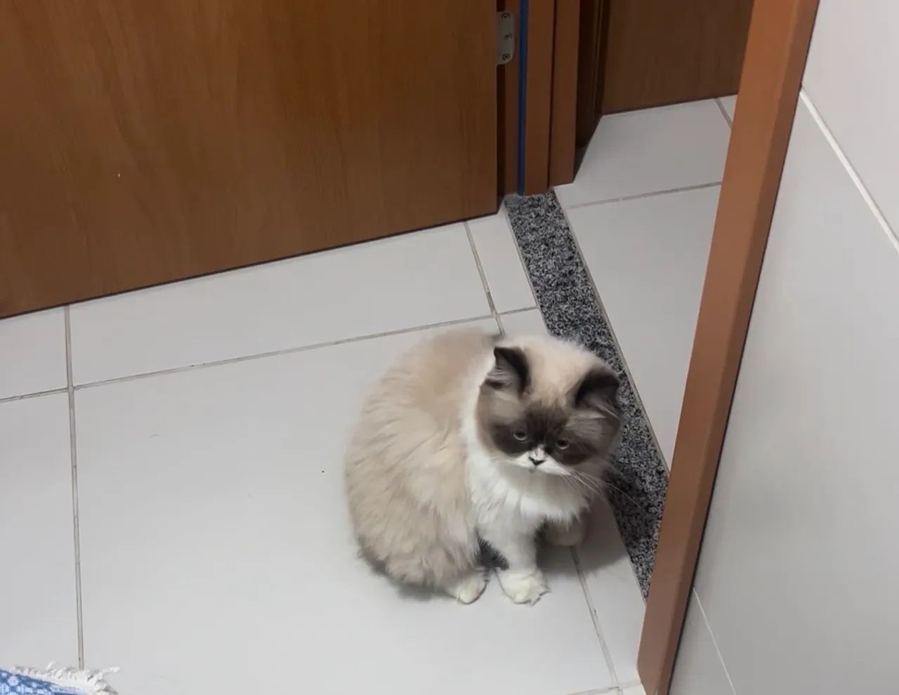 Persa de 1 ano e meio