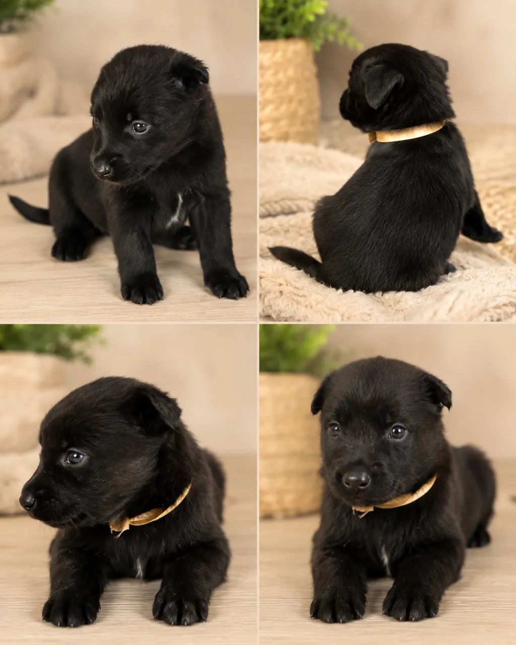 Pastor Belga Malinois  - Foto 4