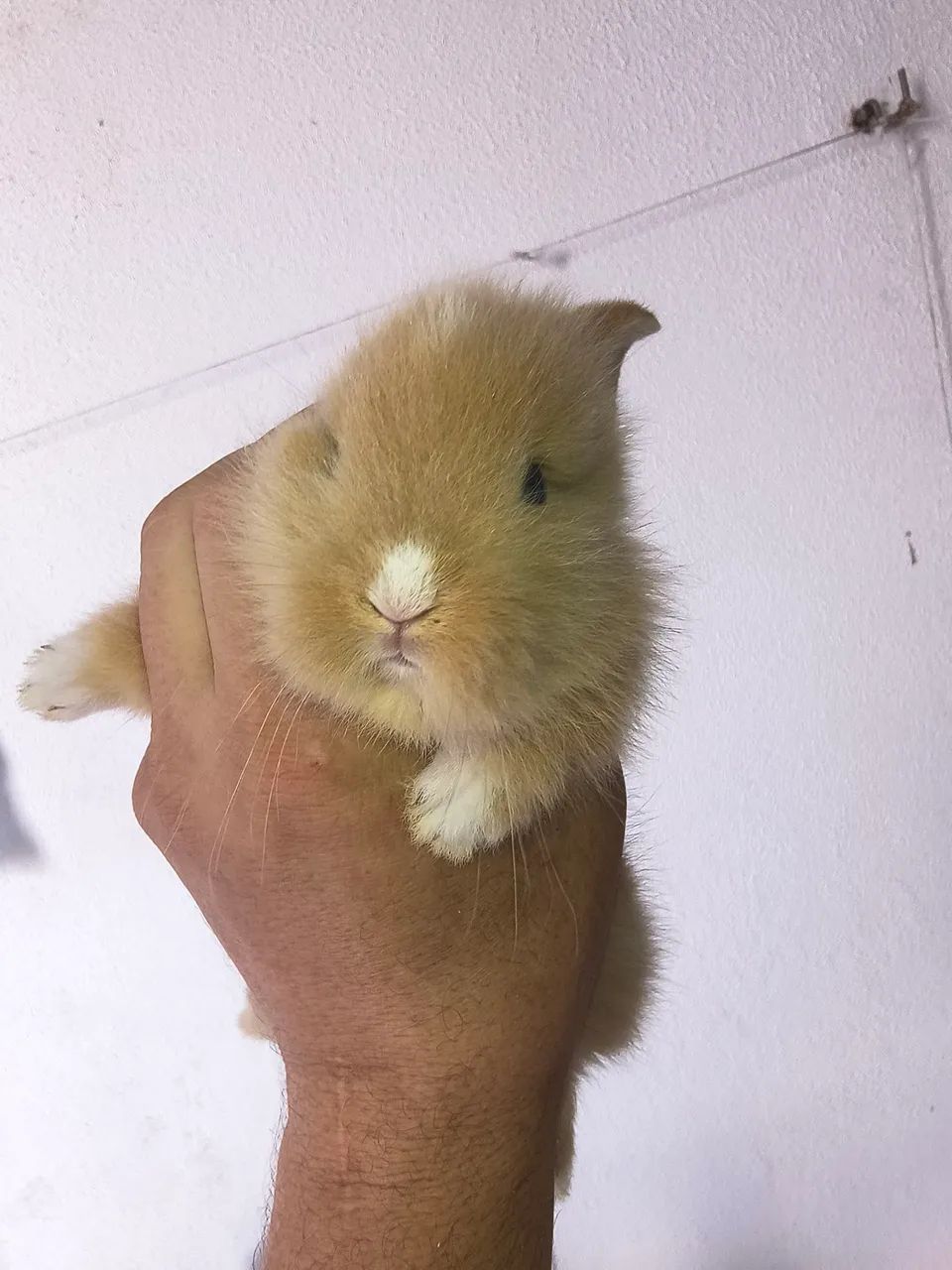 Coelhos linhagem pura -  Teddy Dwerg - Foto 2