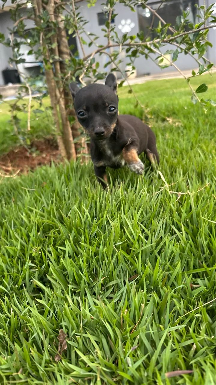 Pinscher 0 machos e fêmeas - Foto 5