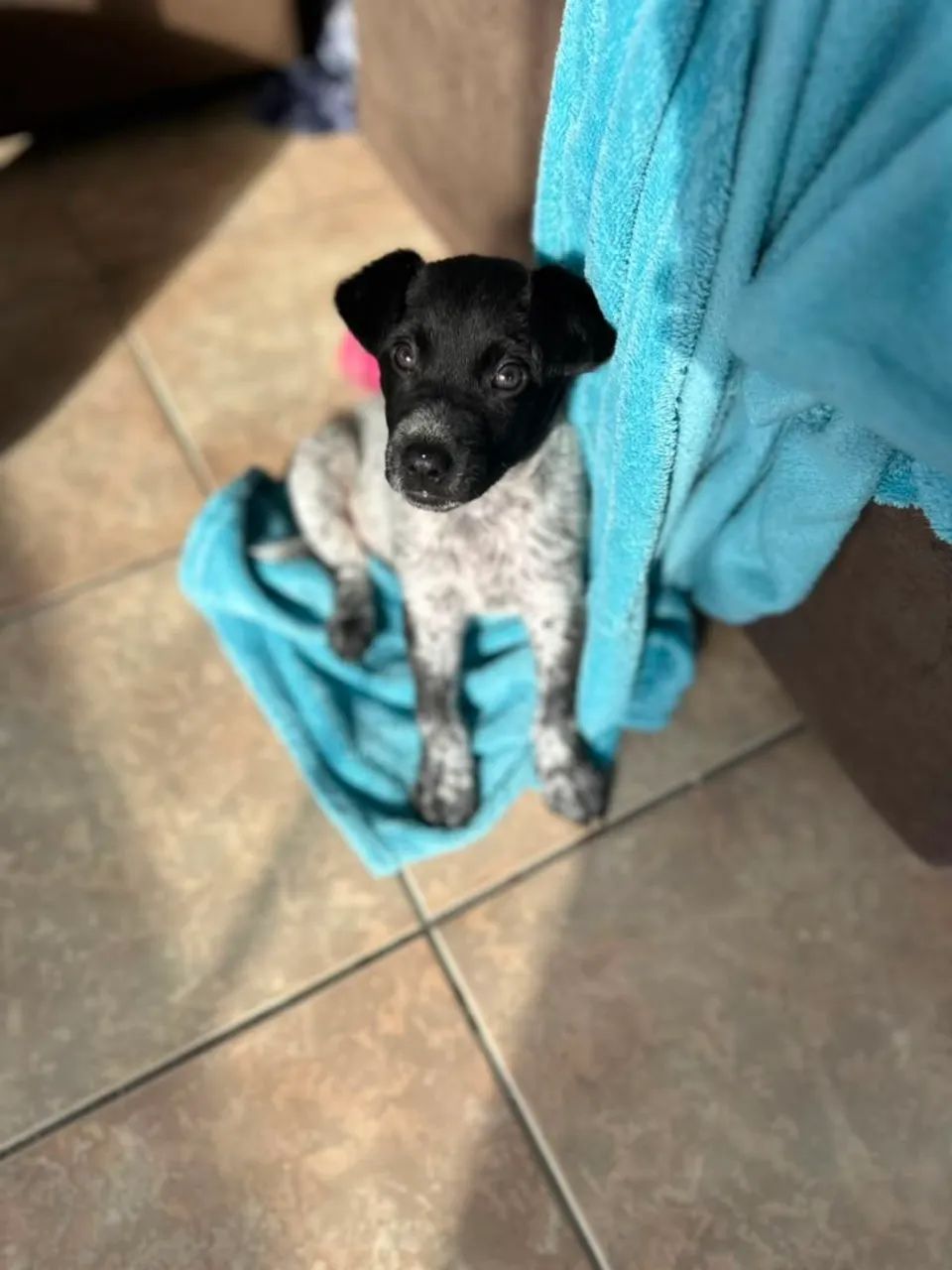DOGUINHO PARA ADOÇÃO 