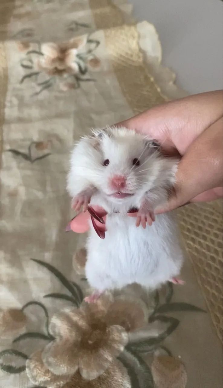Hamster sírio angorá 