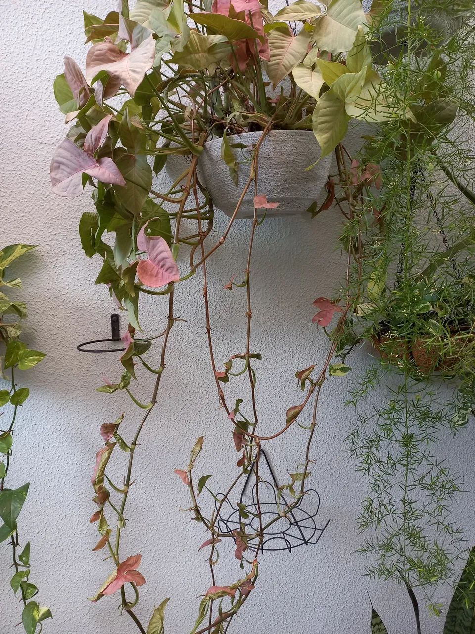 Linda planta natural  - Foto 4