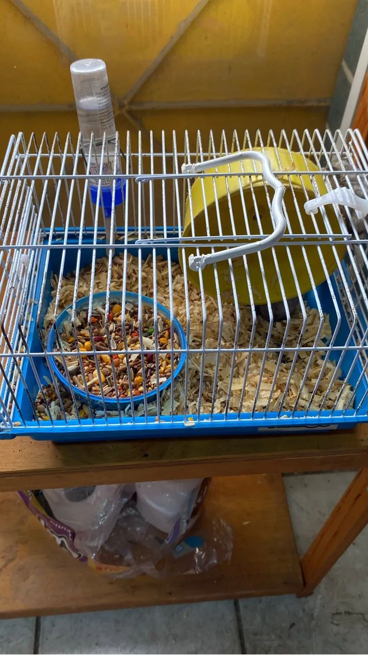 Hamster lindos - Foto 2