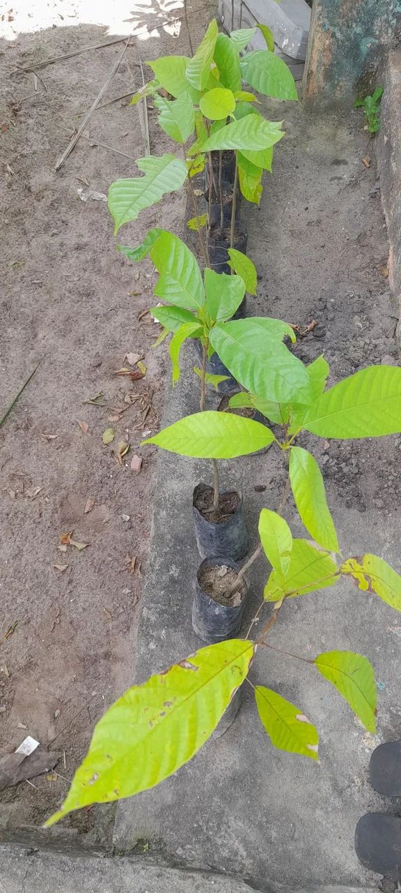 Vende-se mudas frutíferas  - Foto 3