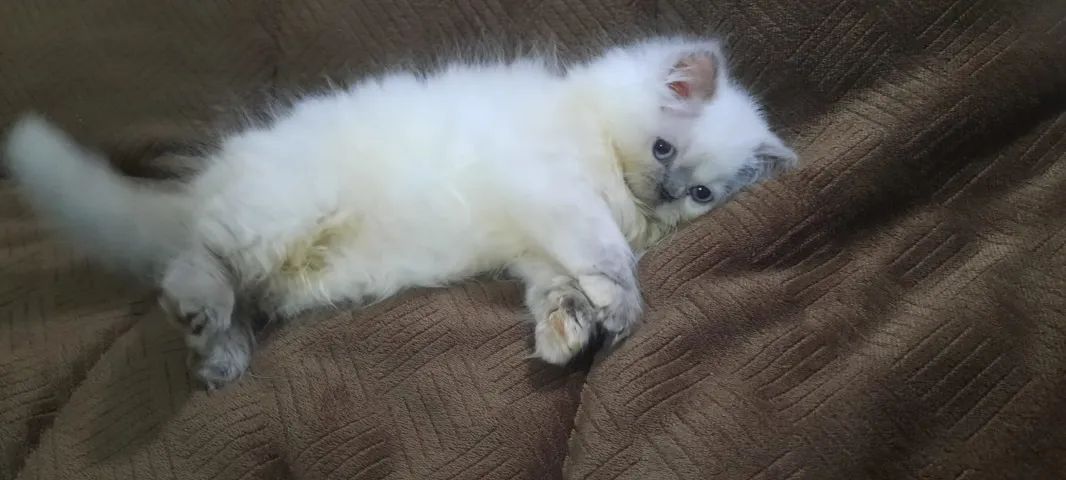 Filhote de gato persa